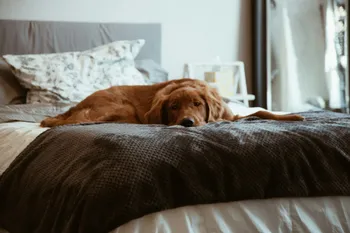 Dog Friendly Hotels