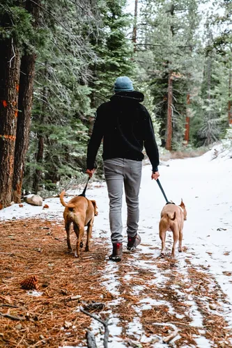 Man walking a dog